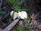 photo thumbnail #5