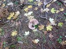 photo thumbnail #11