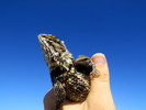 photo thumbnail #2