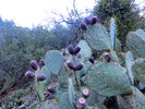 photo thumbnail #11