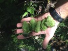 photo thumbnail #6