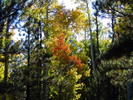 photo thumbnail #13