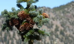 photo thumbnail #14