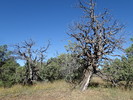 photo thumbnail #13