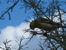 photo thumbnail #6