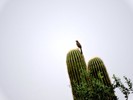 photo thumbnail #15