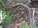 2014-10-08 :2: Gateway - Bajada Nature Trail - MSP :: New2hyk