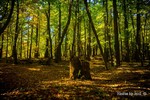 photo thumbnail #5