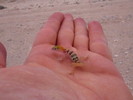 photo thumbnail #10