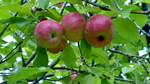 photo thumbnail #5