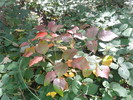 photo thumbnail #12