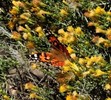 photo thumbnail #13