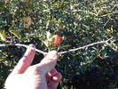photo thumbnail #7