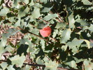 photo thumbnail #12