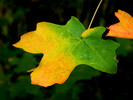 photo thumbnail #10