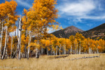 photo thumbnail #15