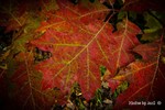 photo thumbnail #6