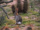 photo thumbnail #5