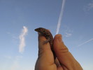 photo thumbnail #2