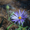 photo thumbnail #12
