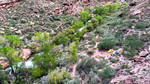 2014-10-16 :1: Deer Creek / Thunder River :: chumley