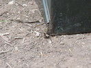 photo thumbnail #9