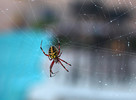 photo thumbnail #11
