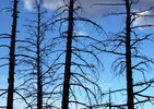 photo thumbnail #7