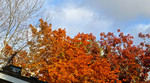 photo thumbnail #11
