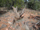 photo thumbnail #13