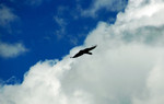 photo thumbnail #13