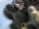 photo thumbnail #15