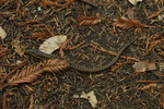photo thumbnail #11