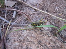 photo thumbnail #14