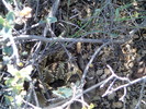 photo thumbnail #15