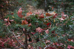 photo thumbnail #13