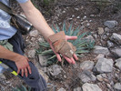 photo thumbnail #15
