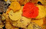photo thumbnail #4