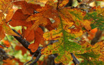 photo thumbnail #5