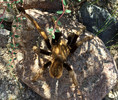photo thumbnail #2