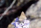 photo thumbnail #14