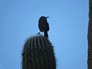 photo thumbnail #8