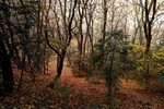 photo thumbnail #5