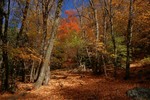 photo thumbnail #10