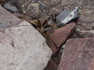 photo thumbnail #12