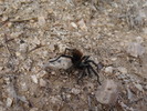 photo thumbnail #13