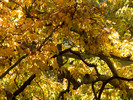 photo thumbnail #15