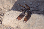 photo thumbnail #3