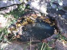 2014-11-07 :1: Mazatzal Divide-AZT#23 & Red Hills-AZT#24 :: BiFrost
