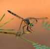 photo thumbnail #3
